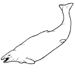 Basilosaurus illustration