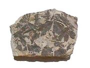 Fossil Plant Ginkgo