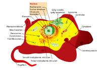 Animal cell structure