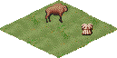 T.plains.png