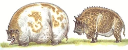 Grazers