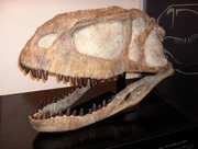 Abelisaurus comahuensis