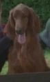 Molly (dog).jpg