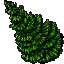 Fir Tree