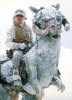 Tauntaun