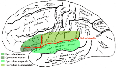 Operculum
