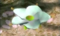 50ivorycandypopbud.png