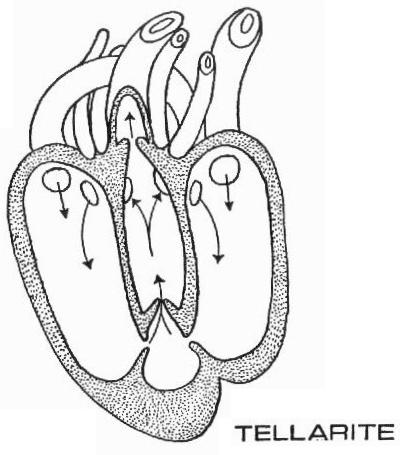 simple heart diagram blood flow. Heart Diagram 3d.
