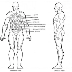 Homo sagittarii physiology.jpg