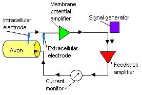 Voltage clamp