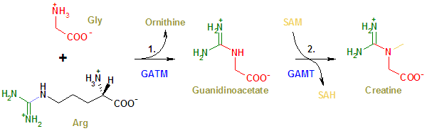 CreatineSynthesis