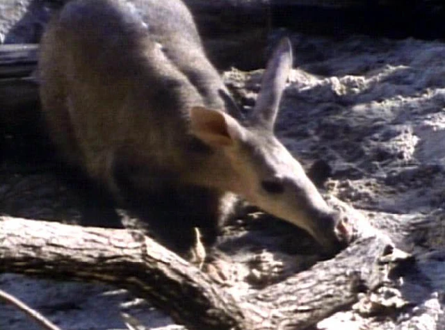File:Aardvark edited.JPG