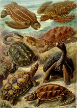 Haeckel Chelonia