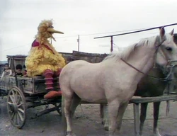 Cowboybird