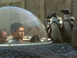 Ewpenguins-film