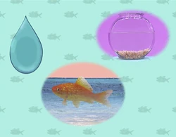 Ewfish-quiz