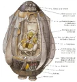 WookieeEscapePod ICS.jpg