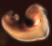 Kes embryo