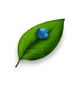 Turnleaf nowords