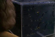 Teirenian ant colony