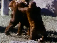 Orangutansfilm.jpg