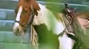 Horse-m.jpg
