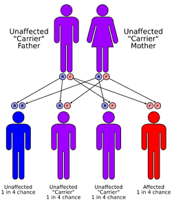 Autorecessive