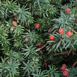 English Yew close 250