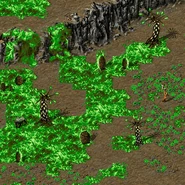 Vegetation