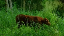 Othercow.jpg