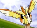 Pidgey.jpg