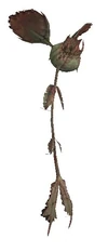Flytraps.jpg