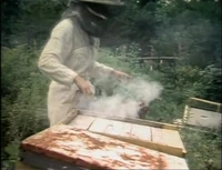 Film.bees.jpg