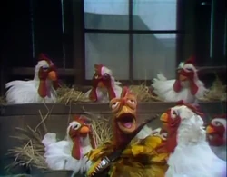 Song.cockadoodleblues