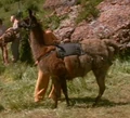 Baku llama.jpg