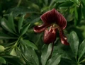Cypripedium.jpg