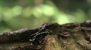 2X14TreeFrog.JPG