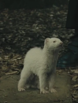 Draco-ferret