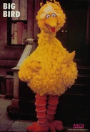 Bigbird2
