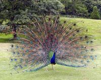 Peacock.displaying.better.800pix