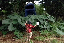 CookieKimmelLost