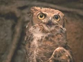 Lograys owl.jpg