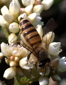 Cerana