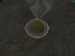 Scarab.JPG