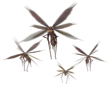 Vespoids