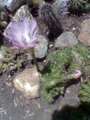 Echinopsis oxygona flowering.jpg