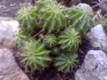 Echinopsis oxygona cluster.jpg
