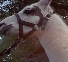 BaKu llama.jpg