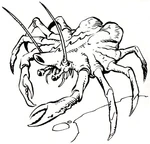 NeedlerCrab.jpg