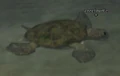 Reef turtle.jpg